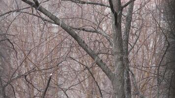 It's snowing against the backdrop of trees video