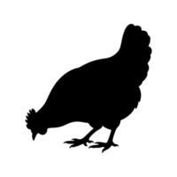 Chicken silhouette or hen silhouette grazing side view vector