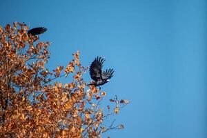 A bird flying through a tree with leaves photo