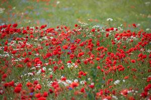 A field of red and white flowers in the spring photo