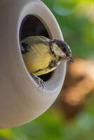 A bird is sitting in a bird house photo