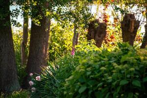 A red fire hydrant sitting in a lush green garden photo