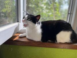 A black and white cat sitting on a window sill photo