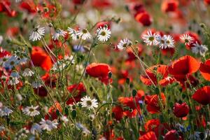 A field of red and white flowers photo