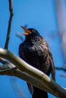 A black bird with a yellow beak sitting on a tree branch photo