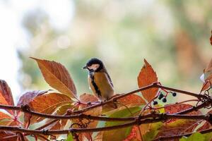 A bird sitting on a branch with leaves in the background photo