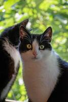 Two cats looking at the camera photo