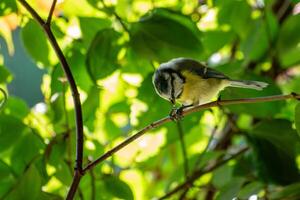 A small bird sitting on a branch in the sun photo