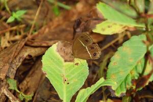 Macro brown butterfly on taro leaf in West Java photo