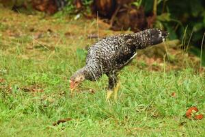 Local chicken with black and white pattern walking on grass in Indonesia photo