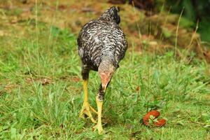 Black and white chicken in rural yard with green grass in West Java photo
