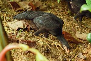 Close view of local black chicken pecking soil photo
