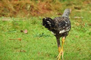 Black and white chicken standing on grass in village yard in West Java photo