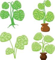 Tropical houseplants with green foliage in pots. vector