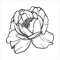 Peony flower illustration. Plant drawing in line art style. flower sketch painted by black inks. Graphics hand drawn outline element. Floral Line Art vector