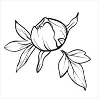 peony bud and leaf. Line drawing of flower bud in black and white style. Graphic botanical illustration of flower sketch drawn with black ink. Floral line art hand drawn vector
