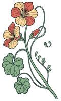 Close-up of the Wallflower flower arranged beautifully and decorated with vines vector