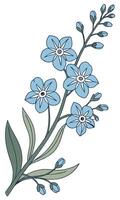 Close-up of the Forget-Me-Not flower arranged beautifully and decorated with vines vector