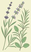 Flat style botanical herb pattern, lavender, rosemary, mint leaves in soft natural colors vector