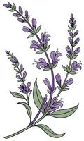 Close-up of the Salvia flower arranged beautifully and decorated with vines vector