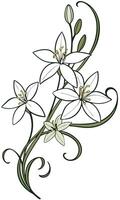Close-up of the Star of Bethlehem flower arranged beautifully and decorated with vines vector