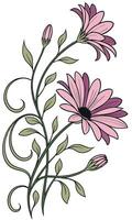 Close-up of the Osteospermum flower arranged beautifully and decorated with vines vector