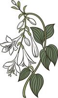 Close-up of the Hosta flower arranged beautifully and decorated with vines vector