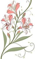 Close-up of the Star of Alstroemeria flower arranged beautifully and decorated with vines vector