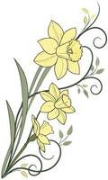 Close-up of the Daffodil flower arranged beautifully and decorated with vines vector