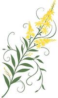 Close-up of the Goldenrod flower arranged beautifully and decorated with vines vector