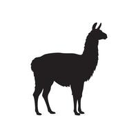 Elegant Llama Standing Profile in Black Silhouette This vector