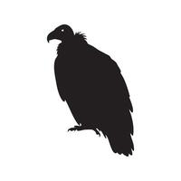 Black silhouette of a vulture standing with its head turned left isolated on white background silhouette vector