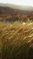 Ears of Wheat Waving Moved by the Light Wind at Dawn in Italy Land video