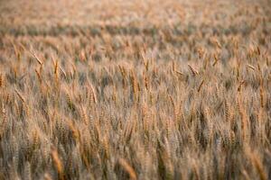 Close up of wheat ears in a field ready for harvest. Selective focus. photo