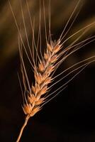 Close up of wheat ears in the field. Shallow depth of field. photo