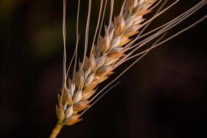 Ears of wheat on the field. Shallow depth of field on black background photo