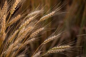 Ears of wheat on a background of the field. Close-up photo