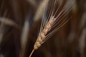 Ears of wheat on the background of the field. Shallow depth of field photo