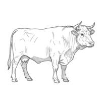 Side view sketch of standing bull with horns and muscular body. Farm animal illustration concept vector