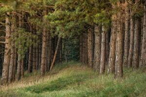 Pine trees in a row in a forest in the evening light in Moldova photo