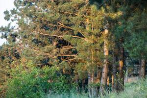 Pine trees in the forest at sunset. Nature background. Selective focus. photo