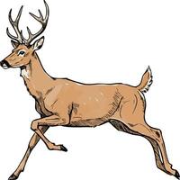 Deer running with antlers detailed illustration in natural wildlife style for nature and animal design projects vector