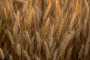 Ears of golden wheat on the field in the rays of the setting sun photo