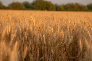 macro photo in the wheat field ready for harvest. Bread is made from wheat grains in golden hour