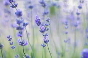 Lavender flowers in the field, soft focus, photo