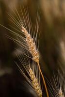 Close up of ears of wheat in the field. Shallow depth of field. photo