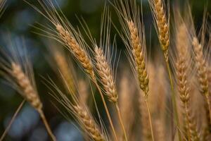 Ears of wheat in the field. Selective focus. Shallow depth of field photo