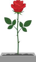 Red rose flower blooming with green leaves in rectangular gray flowerpot isolated on white background illustration vector