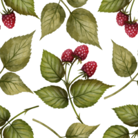 Raspberry branches with red berries and green leaves seamless pattern, watercolor illustration on white background. Ideal for tea packaging, fabric design, wrapping paper, cards, and kitchen decor. png