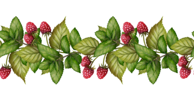 Seamless raspberry border with ripe berries and green leaves, drawing in digital watercolor style. Great for packaging, textiles, greeting cards, and summer design. png